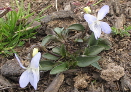 Viola lactea (Pale Dog-Violet)
